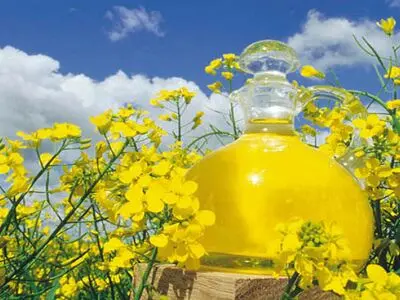 قیمت خرید تضمینی کلزا در آذربایجان غربی 25 هزار ریال تعیین شده است