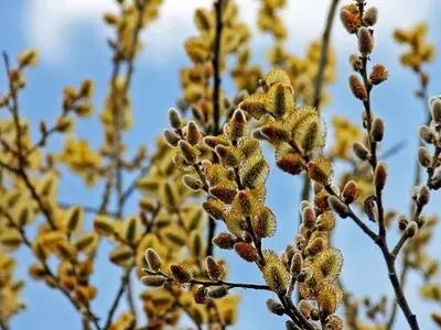 آغاز برداشت شکوفه های درختچه بیدمشک در آذربایجان غربی/تولید سالانه دو میلیون لیتر عرق بیدمشک در استان 