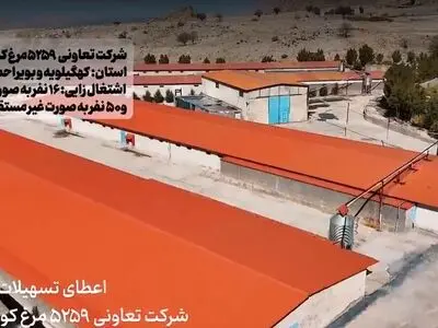 اشتغالزایی و امنیت غذایی؛ دستاورد راهبرد بانک توسعه تعاون در مناطق محروم/ تعاونی‌های طیور؛ پیشگامان تولید پایدار با پشتوانه تسهیلات بانک توسعه تعاون + فیلم