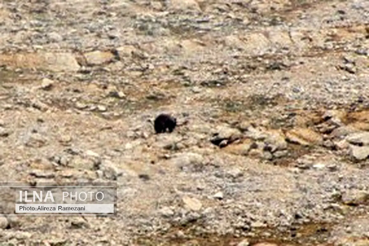 مشاهده یک قلاده خرس قهوه‌ای در پارک ملی لار