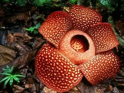 بزرگ‌ترین گل جهان چه ویژگی‌هایی دارد؟