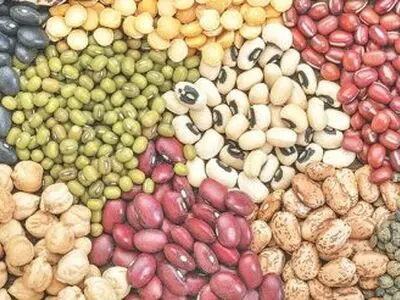 کشت 3 هزار هکتار حبوبات دیم در اراضی کشاورزی قزوین