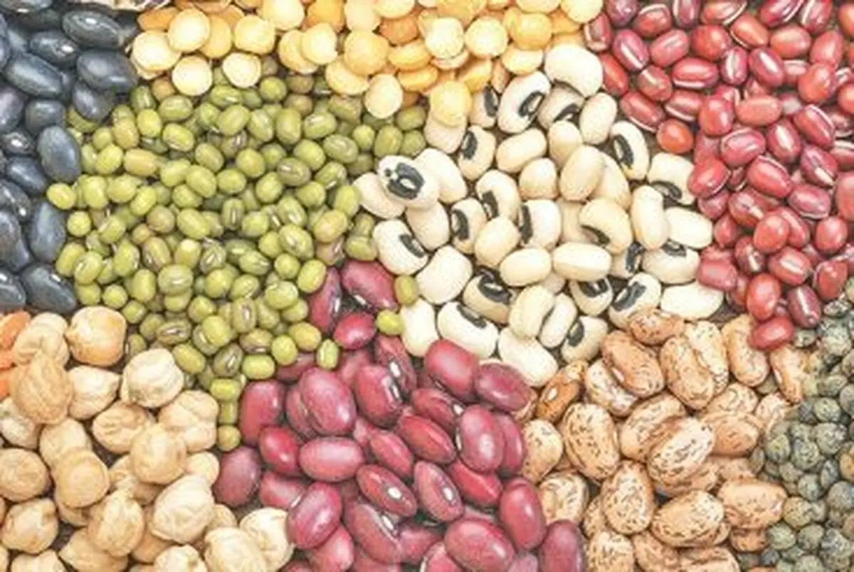 کشت 3 هزار هکتار حبوبات دیم در اراضی کشاورزی قزوین