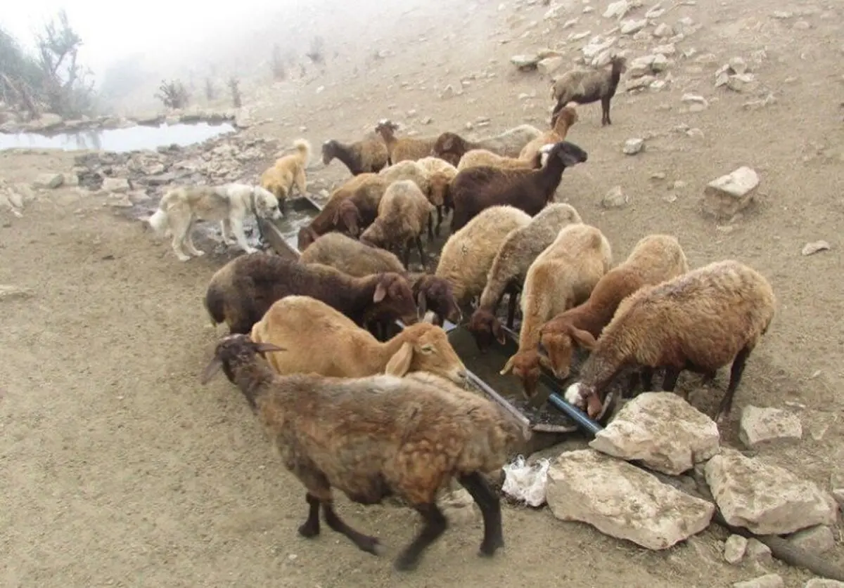 نصب 50 دستگاه آبشخور بتنی در مراتع آبیک/ بهره‌مندی 7400 رأس دام از آب بهداشتی