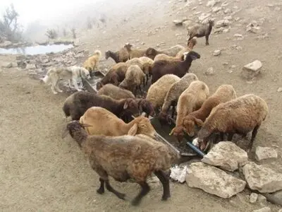 نصب 50 دستگاه آبشخور بتنی در مراتع آبیک/ بهره‌مندی 7400 رأس دام از آب بهداشتی