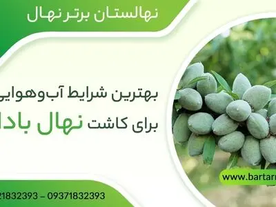 بهترین شرایط آب‌وهوایی برای کاشت نهال بادام