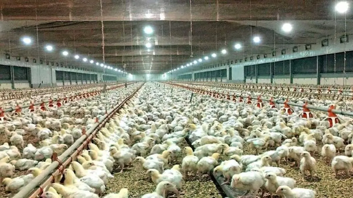 مشکلی در تامین گوشت مرغ و تخم مرغ در آذربایجان غربی وجود ندارد/استان صادر کننده گوشت قرمز است