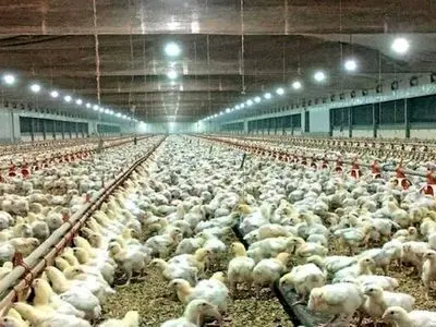 ۶ میلیون قطعه جوجه ریزی در آذربایجان شرقی انجام شد/ روغن و برنج در حال توزیع