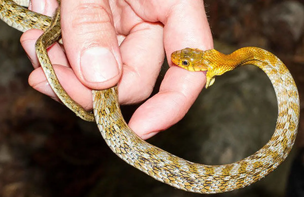 مارگزیدگی را شوخی نگیرید