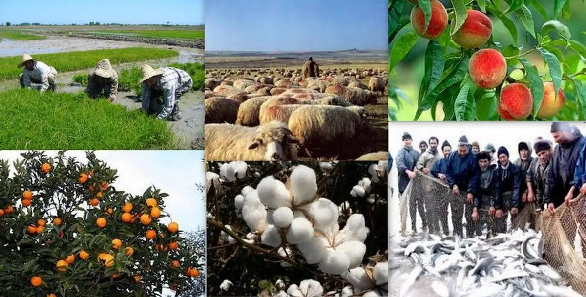 تأثیر تسهیلات بانکی بر اشتغال‌زایی/ بانک‌سینا پیشرو در اشتغالزایی روستایی