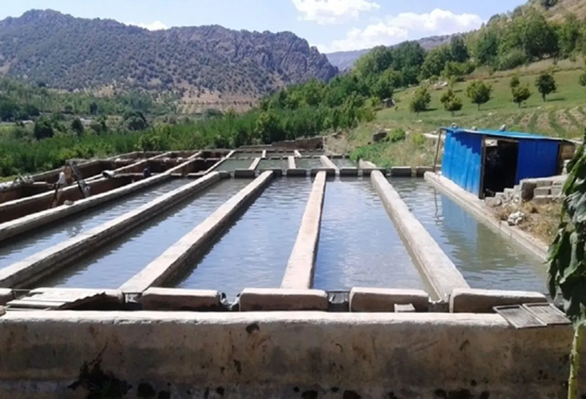آغازفاز دوم برنامه ملی مراقبت بیماری‌های ویروسی ماهیان سردآبی در گیلان