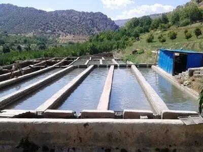 آغازفاز دوم برنامه ملی مراقبت بیماری‌های ویروسی ماهیان سردآبی در گیلان