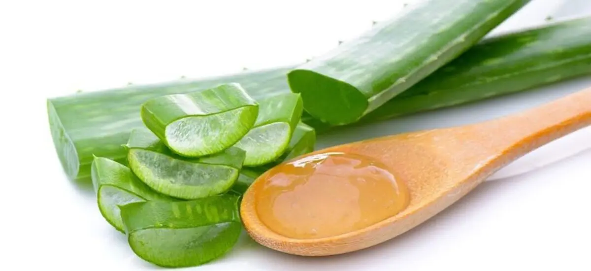 ۶ مورد از خواص عجیب آلوئه‌ورا