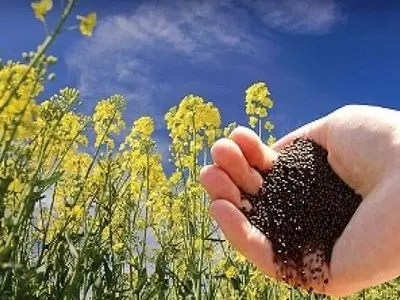 توسعه کشت دانه‌های روغنی در راستای تقویت امنیت غذایی