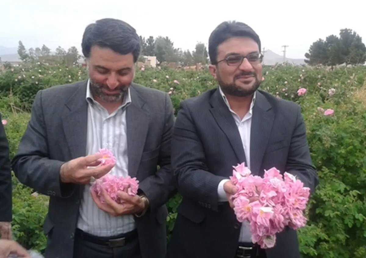 سالانه بالغ بر ۷ هزار تن گل محمدی در کاشان برداشت می‌شود