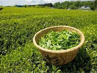 خرید ۳۱ هزار و ۱۷۷ تُن برگ سبز چای از چایکاران شمال کشور