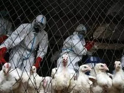 افزایش 20 درصدی واکسیناسیون طیور علیه بیماری آنفلوآنزای فوق حاد پرندگان 