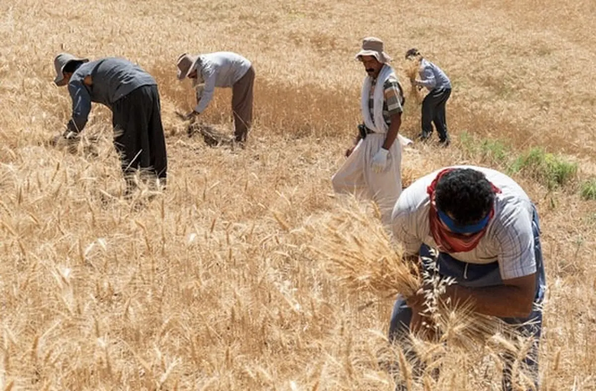 ۴۰ درصد مطالبات گندمکاران سرخس پرداخت نشده است