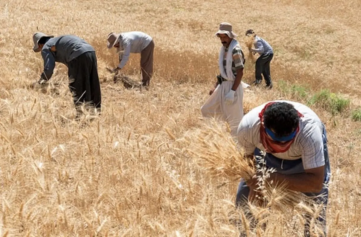 ۴۰ درصد مطالبات گندمکاران سرخس پرداخت نشده است