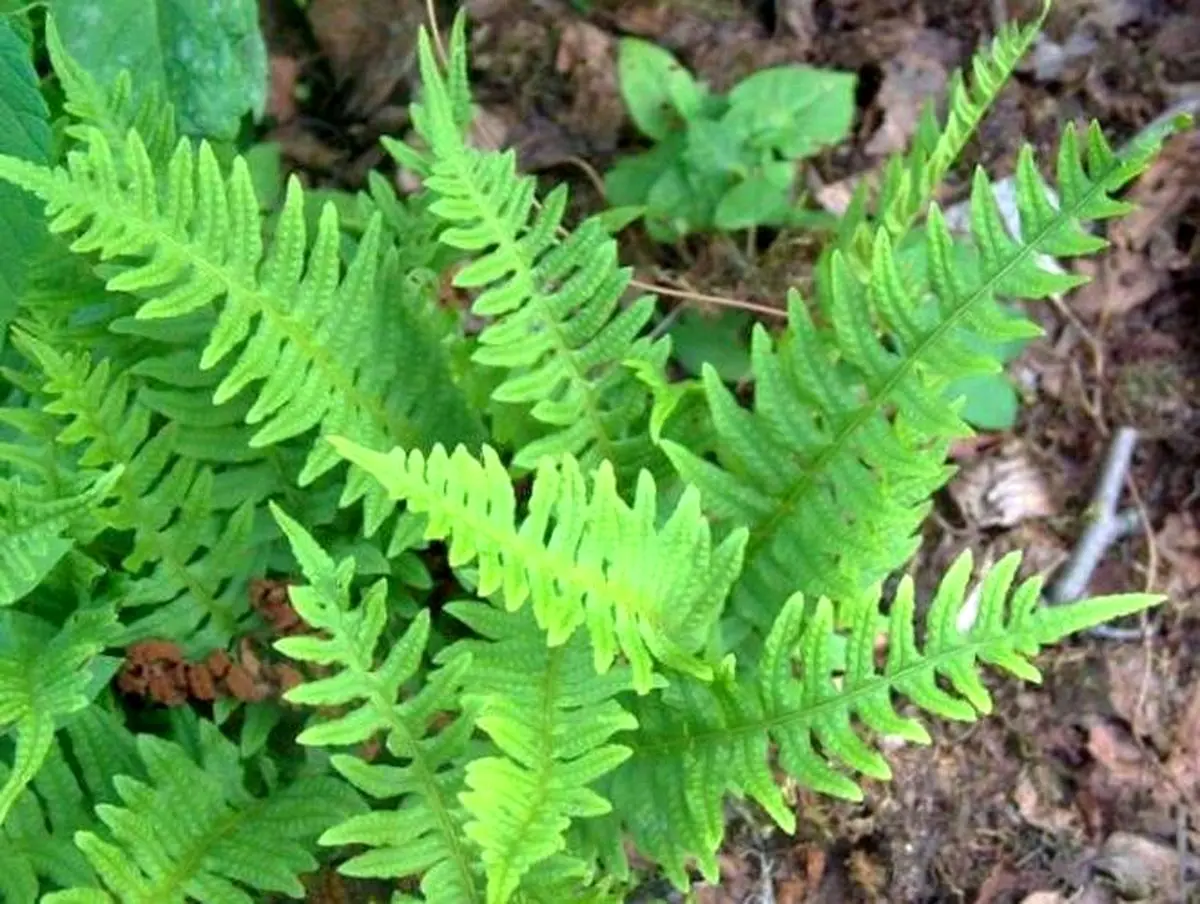 خواص بسفایج در طب سنتی و درمان