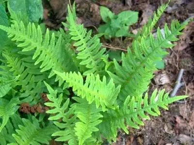 خواص بسفایج در طب سنتی و درمان