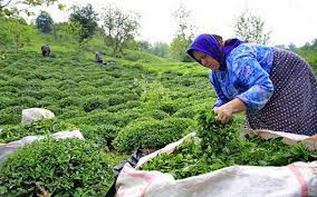 تولید 11 هزار تن چای خشک در کشور / واریز 65 میلیارد تومان به حساب چایکاران 