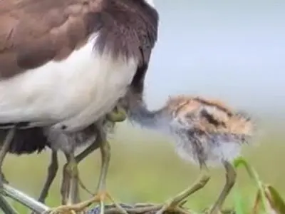 تنوع زیستی فوق العاده زیبای ایران + فیلم