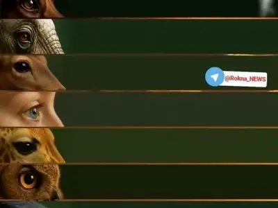 هر حیوان انسان را از چه فاصله‌ای می‌بیند؟! + فیلم