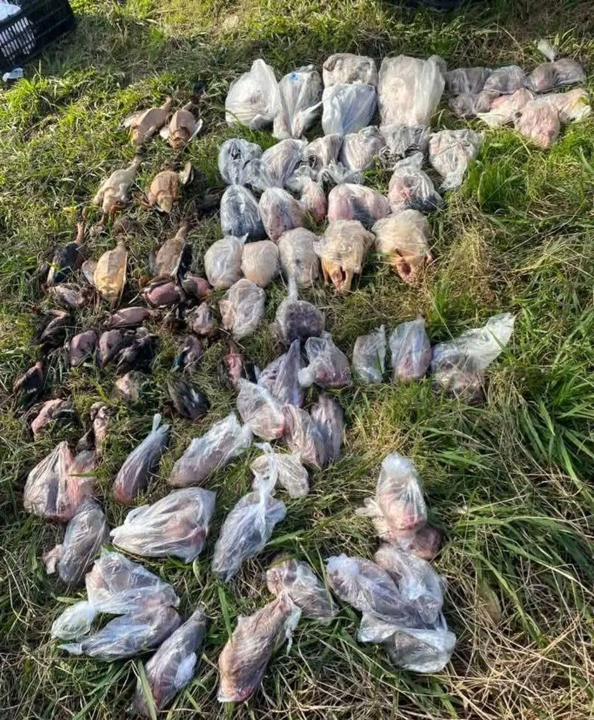 کشف محموله قاچاق پرندگان مهاجر در فریدونکنار

