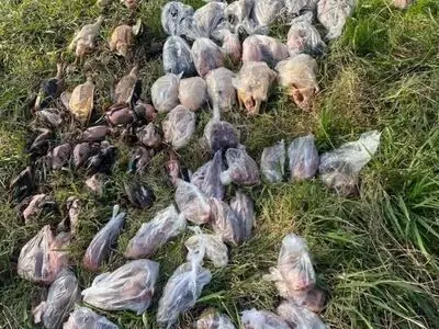 کشف محموله قاچاق پرندگان مهاجر در فریدونکنار

