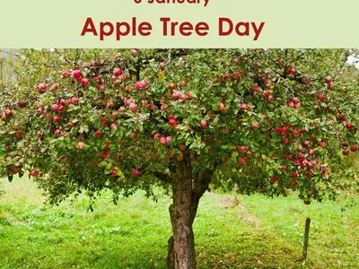 ۶ ژانویه روز درخت سیب است