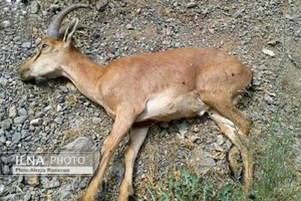 تلف‌شدن ۴۱۰ دام بر اثر بیماری طاعون نشخوارکنندگان