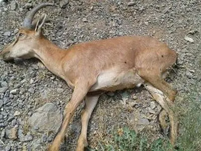 شیوع دوباره طاعون نشخوارکنندگان کوچک در منطقه حفاظت شده طالقان