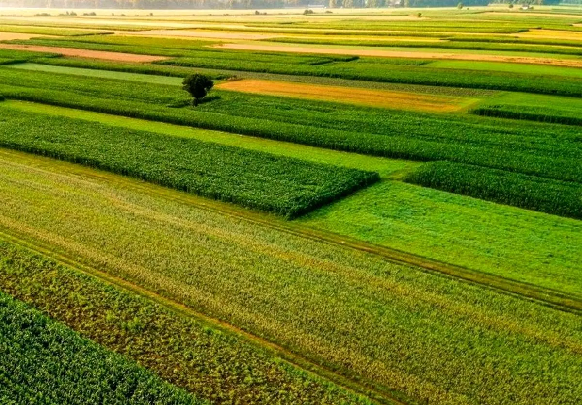 معاون سازمان امور اراضی به شهادت رسید