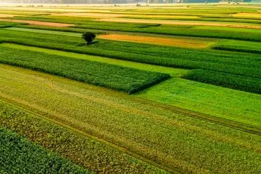 معاون سازمان امور اراضی به شهادت رسید