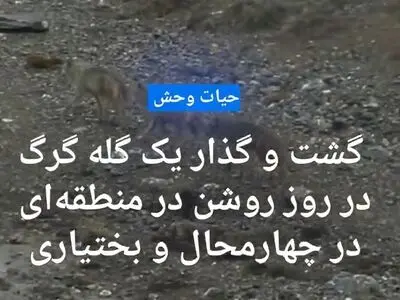 گشت و گذار یک گله گرگ در روز روشن در چهار محال و بختیاری + فیلم