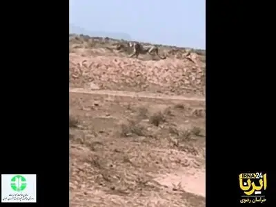 حضور سه قلاده یوزپلنگ آسیایی در مرز مشترک خراسان‌ رضوی و سمنان تصویربرداری شد + فیلم