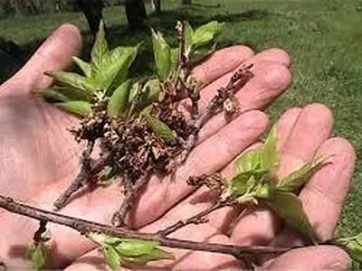 خسارت 6054 هکتار از باغات استان مرکزی بر اثر سرمازدگی