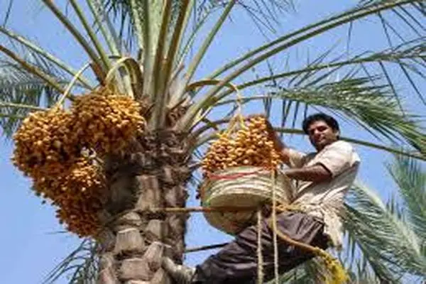 استقرار کاروان ترویجی به مناسبت روز ملی خرما در آبادان