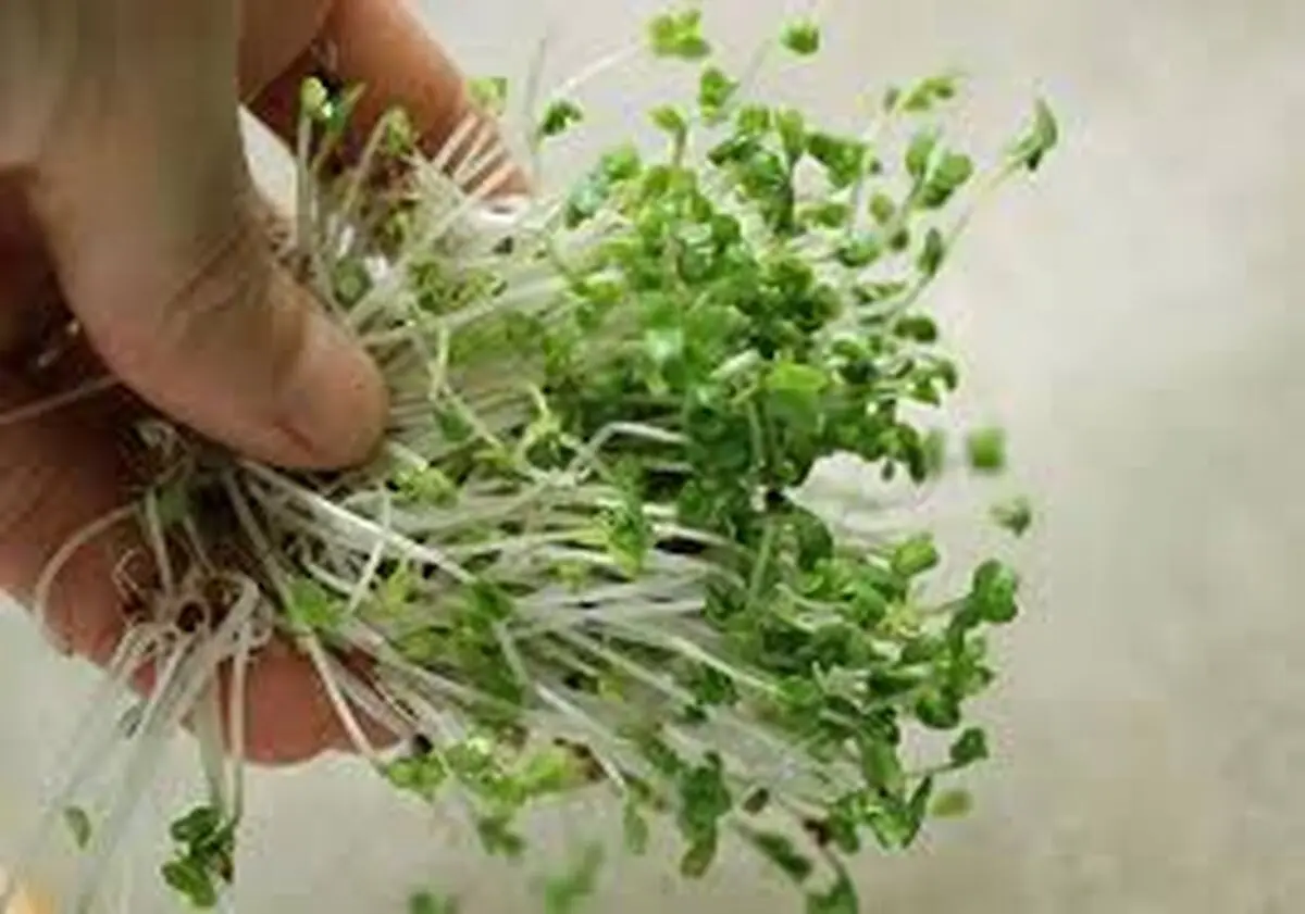 خوردن جوانه کلم بروکلی باعث لاغری می شود