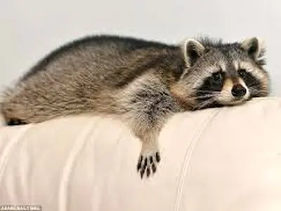  راکون مست در فروشگاه مشروبات الکلی ویرجینیا +عکس