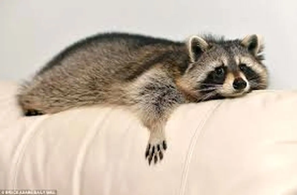  راکون مست در فروشگاه مشروبات الکلی ویرجینیا +عکس