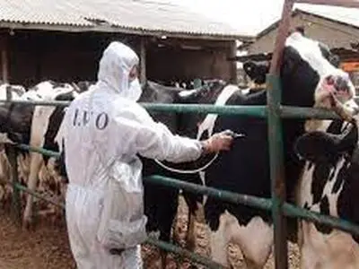 کاهش 60 درصدی تعداد کانون‌های دامی استان مرکزی در سال جاری