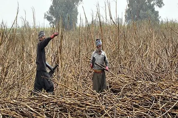 فوت یک کارگر کشاورزی در شرکت کشت و صنعت نیشکر هفت تپه 