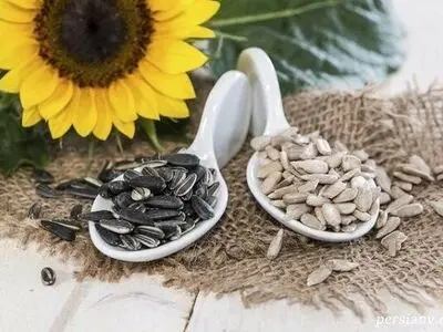 آذربایجان غربی رکوردار تولید تخم کدو و آفتابگردان آجیلی در کشور