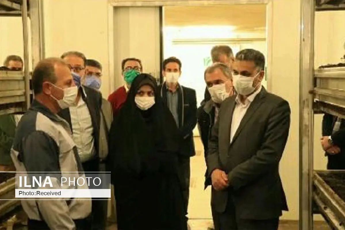 بازدید مشاور وزیر جهاد کشاورزی از یک واحد تولید قارچ خوراکی در استان
