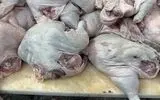 کشف و ضبط بیش از ۱۰ تن گوشت مرغ غیربهداشتی و پلمپ واحد متخلف در آذربایجان شرقی