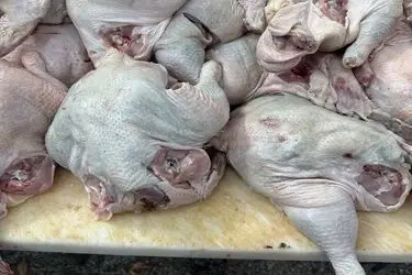 کشف و ضبط بیش از ۱۰ تن گوشت مرغ غیربهداشتی و پلمپ واحد متخلف در آذربایجان شرقی
