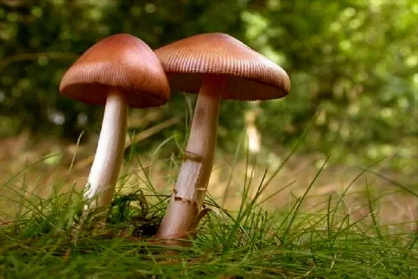 مسمومیت ۱۸ لرستانی به دلیل مصرف قارچ سمی 