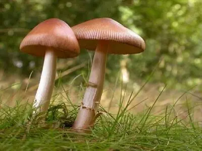 مسمومیت ۱۸ لرستانی به دلیل مصرف قارچ سمی 